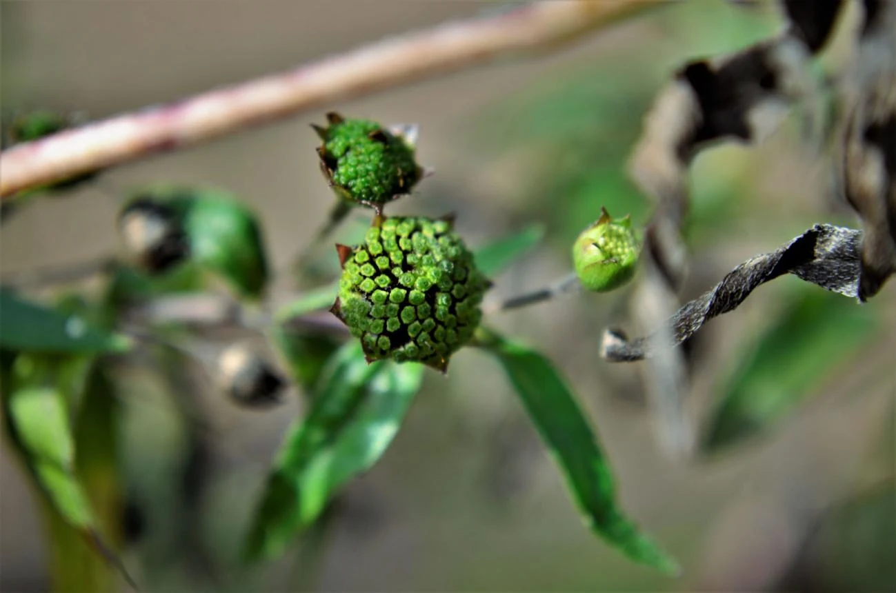 Bhringraj Seed (Eclipta alba) used in Infantol (Family Tonic)